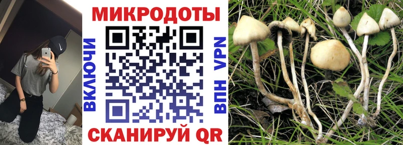 Галлюциногенные грибы Psilocybine cubensis  Красноярск 